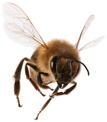 Crickets, Termites, Mosquitos, and Honey Bees