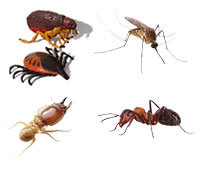 Fleas, Ticks, Termites, Mosquitoes and Ants