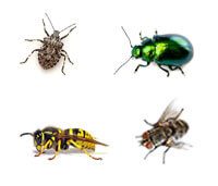 Elm Leaf Beetles, Cluster Flies, Stink Bugs and Paper Wasps