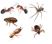 Pest of the month: Termites, ants, fleas, ticks, and spiders