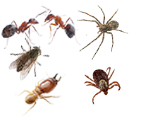 Pest of the month: Termites, ants, fleas, ticks, and spiders